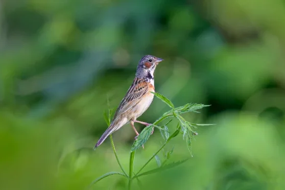 蓼科で観測された、赤褐色の胸元が特徴の野鳥ホオアカが枝先にとまる姿