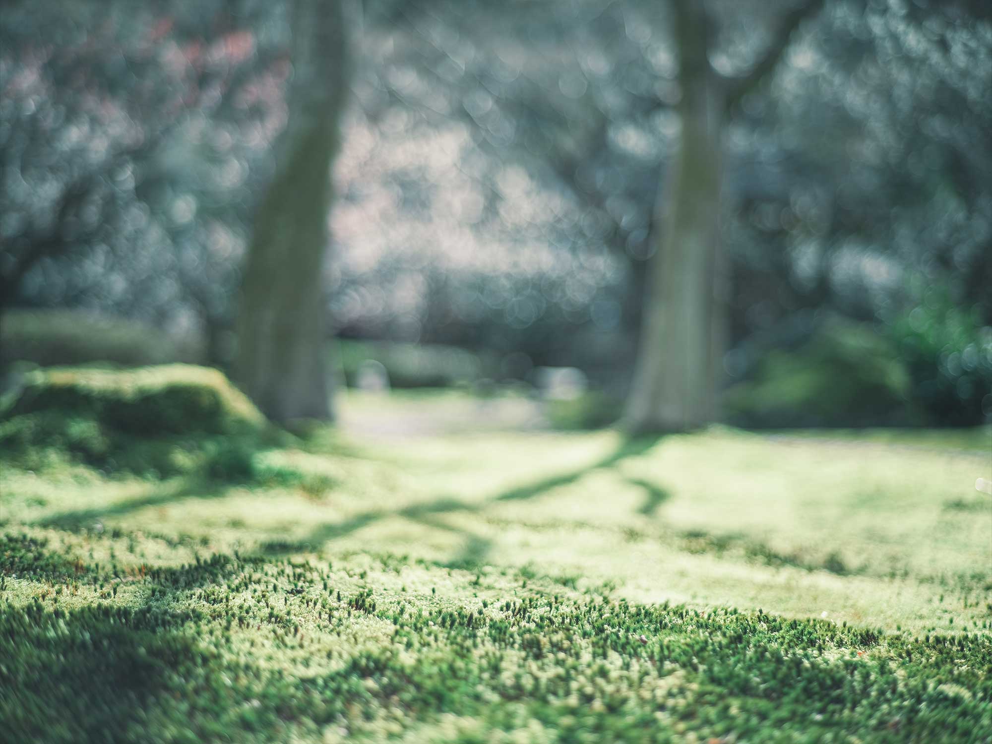 光が入った庭園の様子