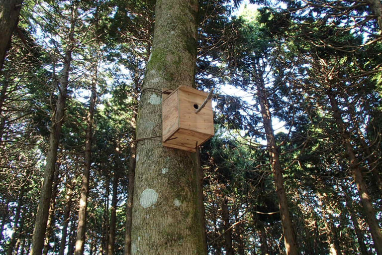 野鳥の巣箱づくり体験