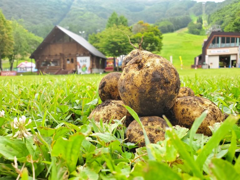 夏のゲレンデを活用した畑で「じゃがいも掘り体験」【長野県・斑尾】