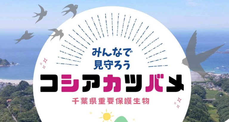 コシアカツバメの巣のご案内【千葉県・勝浦】