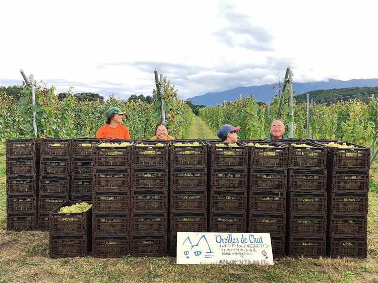 地域のワイナリーでワイン用の葡萄の収穫体験会とディナー【長野県・茅野】