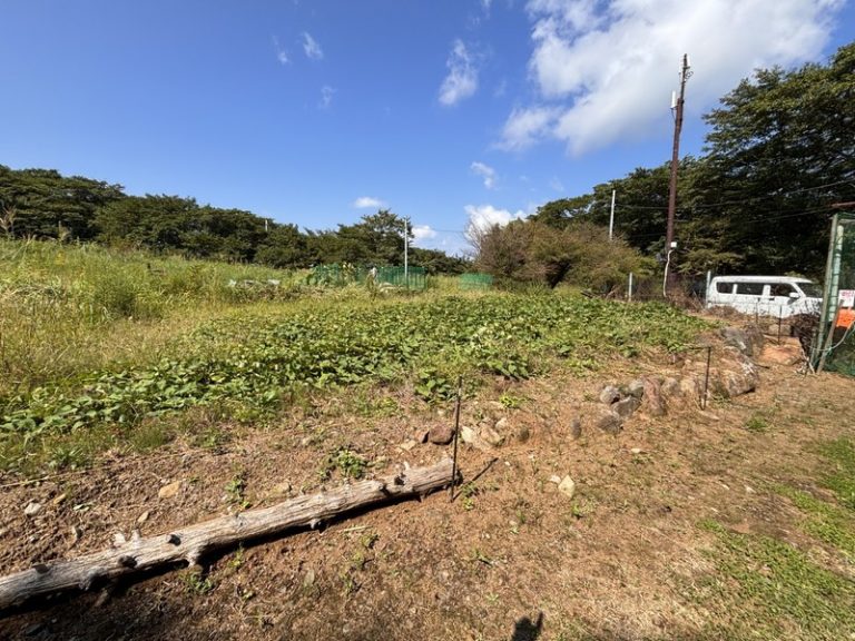 収穫の秋 芋ほり体験<br>【静岡県・天城高原】