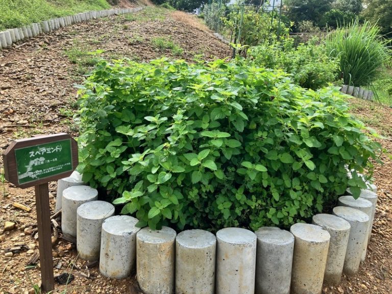 ガーデンで収穫したハーブを使ったハーブウォーター【静岡県・浜名湖】