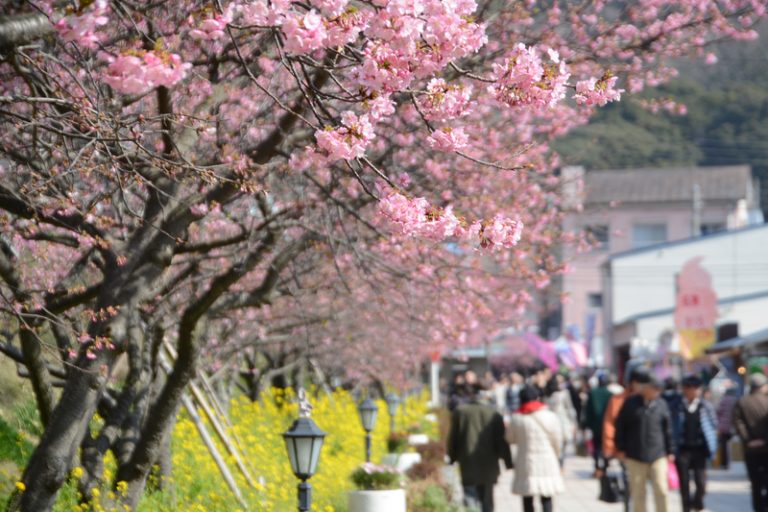 河津桜まつりといちご狩り食べ放題ツアー<br>【静岡県・伊東】