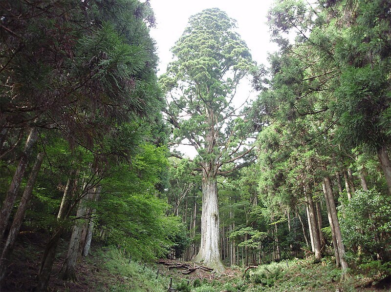太郎杉